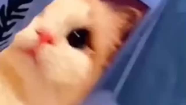 Cute baby cat 🤭 funny cat baby 🔥