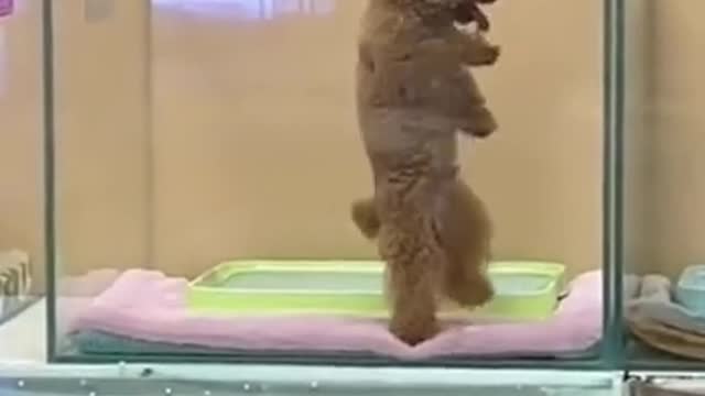 Cute dancing poodle