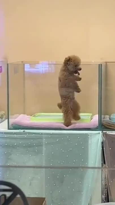 Cute dancing poodle