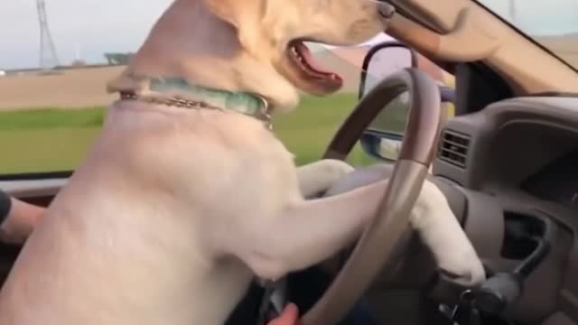 Hottest Trends From The World of dog drive the car