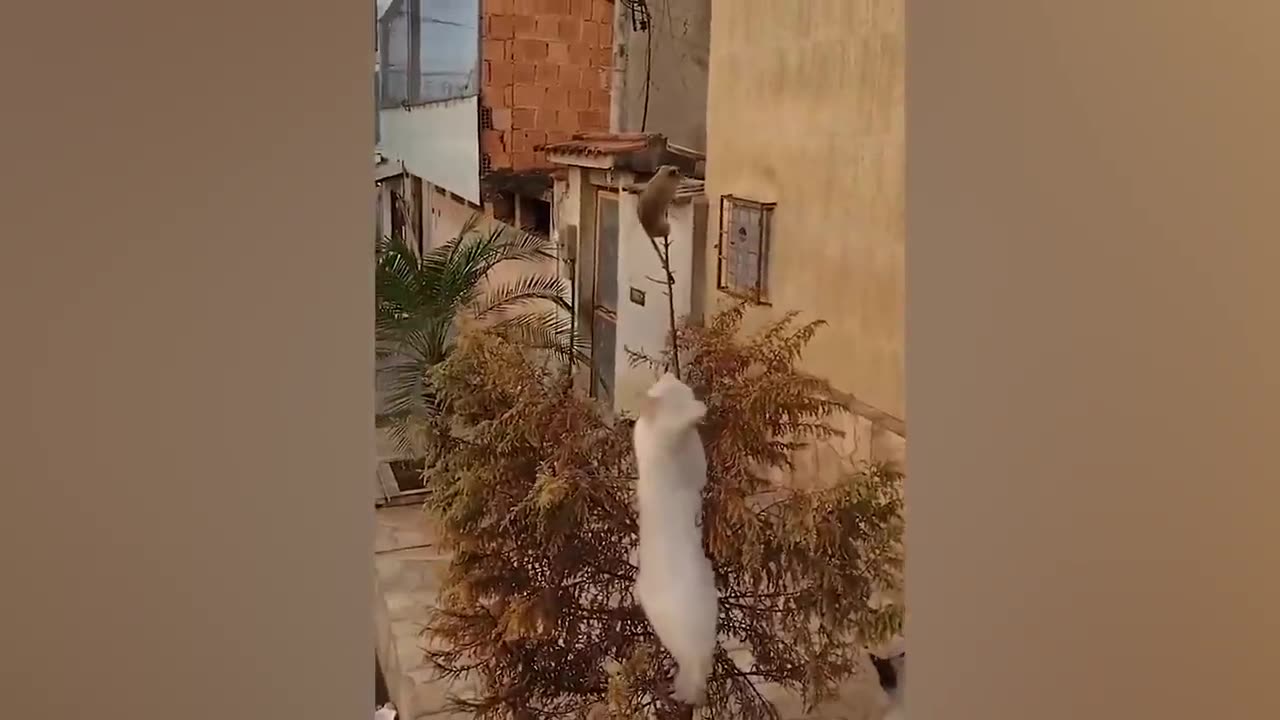 Funniest Animals Video