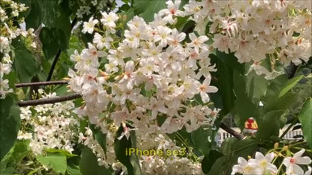 22_0421彰化 福田桐花-m01