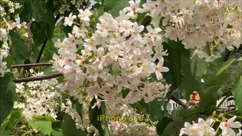 22_0421彰化 福田桐花-m01