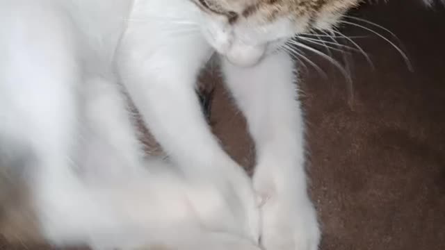 Toddler Kitten Playing With Own Tail