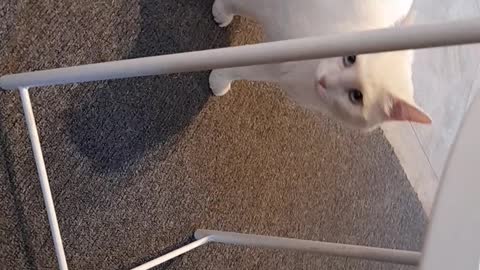 playing with white cat