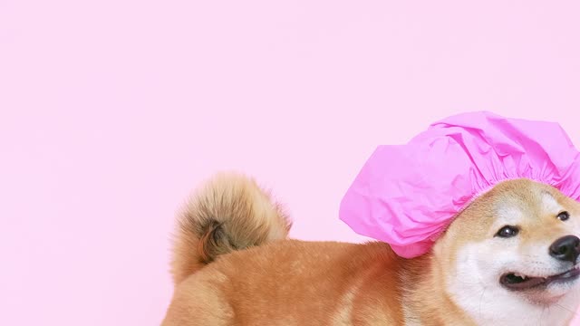 Cute dog in a shower cap