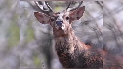 The lovely deer is singing