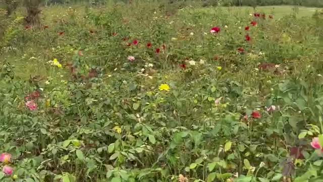 The garden is running out of flowers