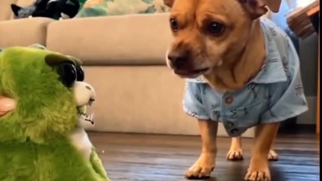 Cute funny dog playing with toyes