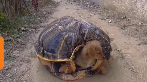 Dog in Tortoise Shell....