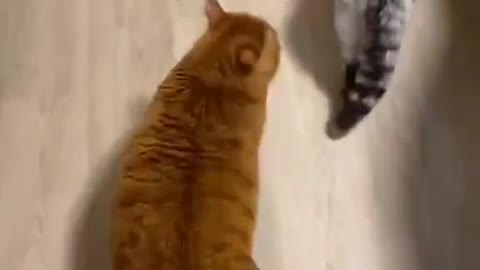 Nature & Animals🌴 - there are two types of cats: