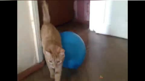 cat funny video