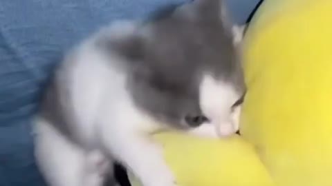 Flash Kitten - Funny Animals