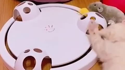 The cutest animals 😻.