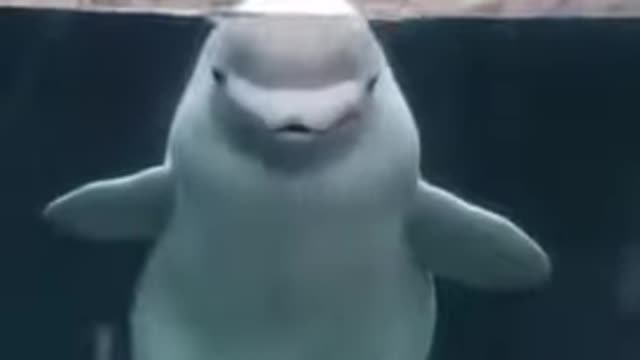 funny Dolphin playing