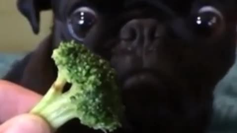 A dog that eats broccoli