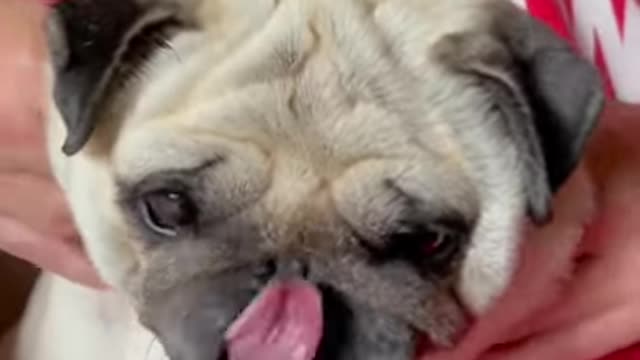 Ultimate Baby Dogs - Cute and Funny Dog Videos Compilation #Shorts