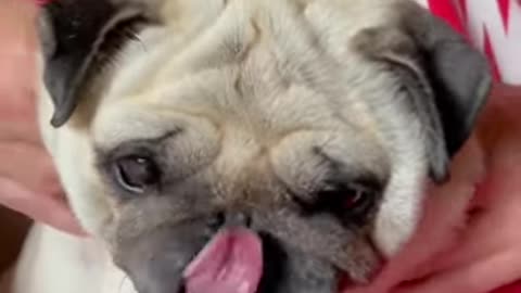 Ultimate Baby Dogs - Cute and Funny Dog Videos Compilation #Shorts