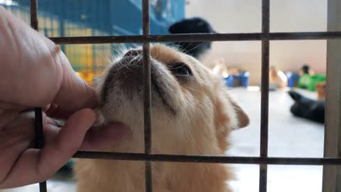 male hand petting caged stray dog in pet shelter. People, Animals