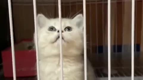 Poor kitten