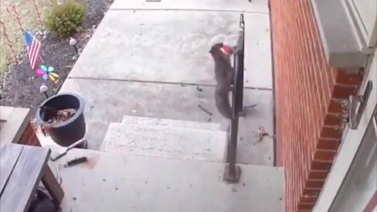 Squirrel leaves a cookie as gratitude for the woman