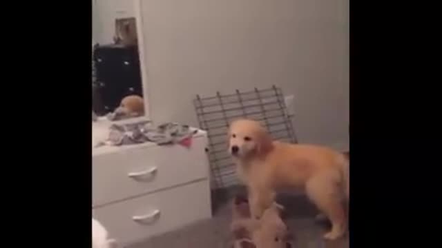 Cutest dogs and puppies in the world video 30