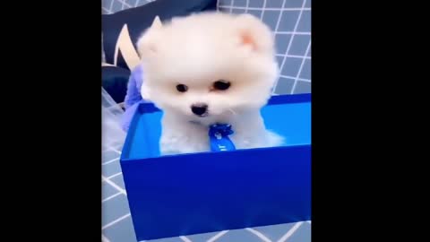 Most Famous Pomeranian TikTok Compilation 2022