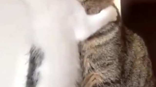 Cute kittens having food