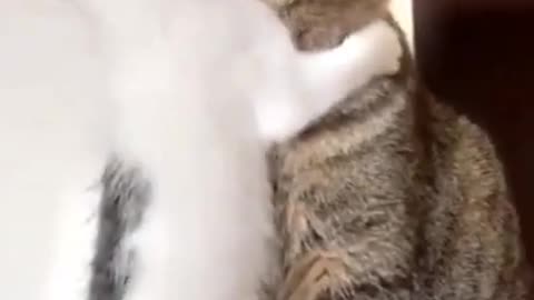 Cute kittens having food