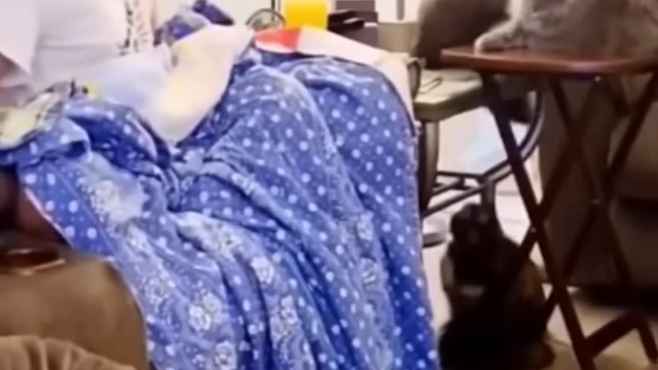 Try 🤣 not lagugh funny animals moments