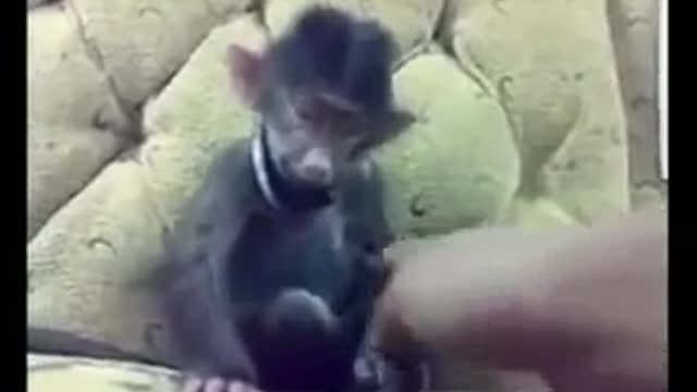 Brutal Baby monkey laughing