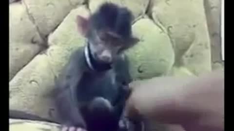 Brutal Baby monkey laughing