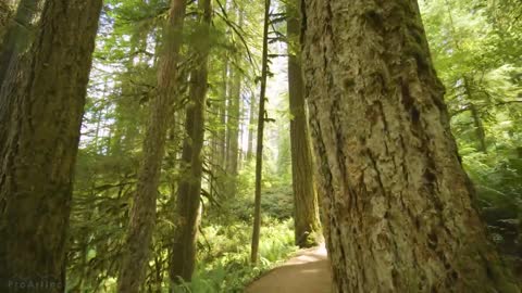 Relaxing video - beautiful nature, birdsong.