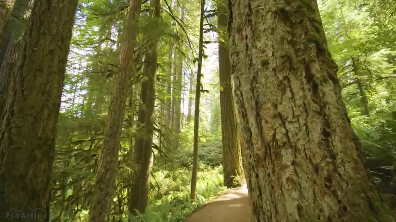 Relaxing video - beautiful nature, birdsong.