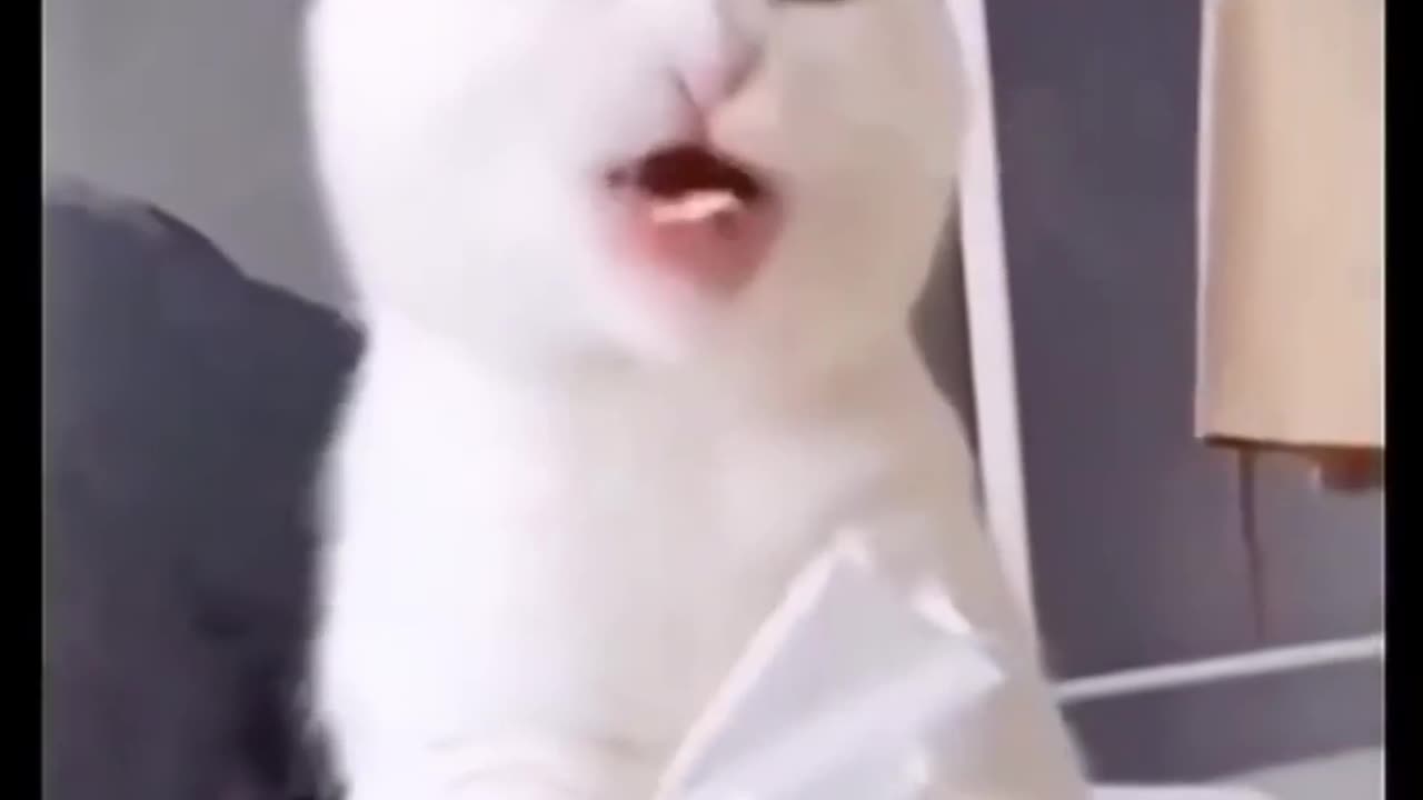 Funny Cats Compilation - Try Not To Laugh