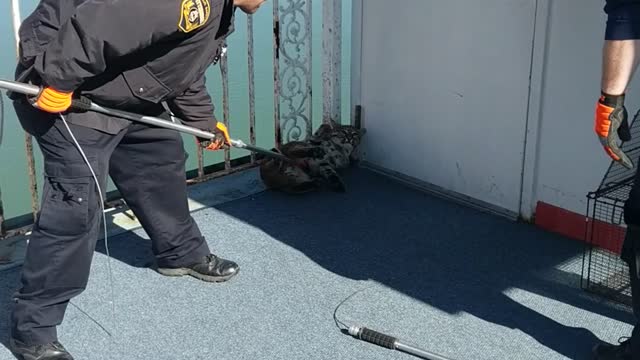 Bobcat Caught on Boat