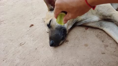 DOG LEMON prank