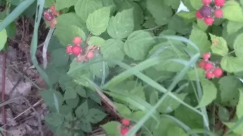 Raspberries