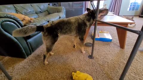 Blind dog incredibly sniffs out his favorite toy🐕☺