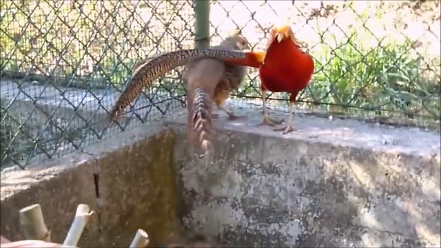 Beautiful Golden Pheasants and Wading Birds