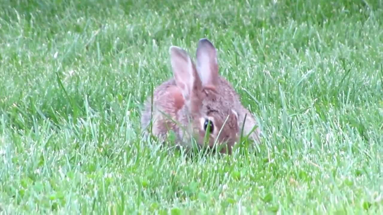 Rabbit Funny Cute Collection