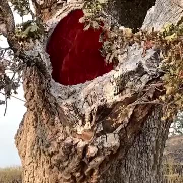 Fire burning inside of a tree due to the lightning