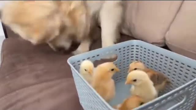 The hairy child is quarreled, and the consequences are very serious