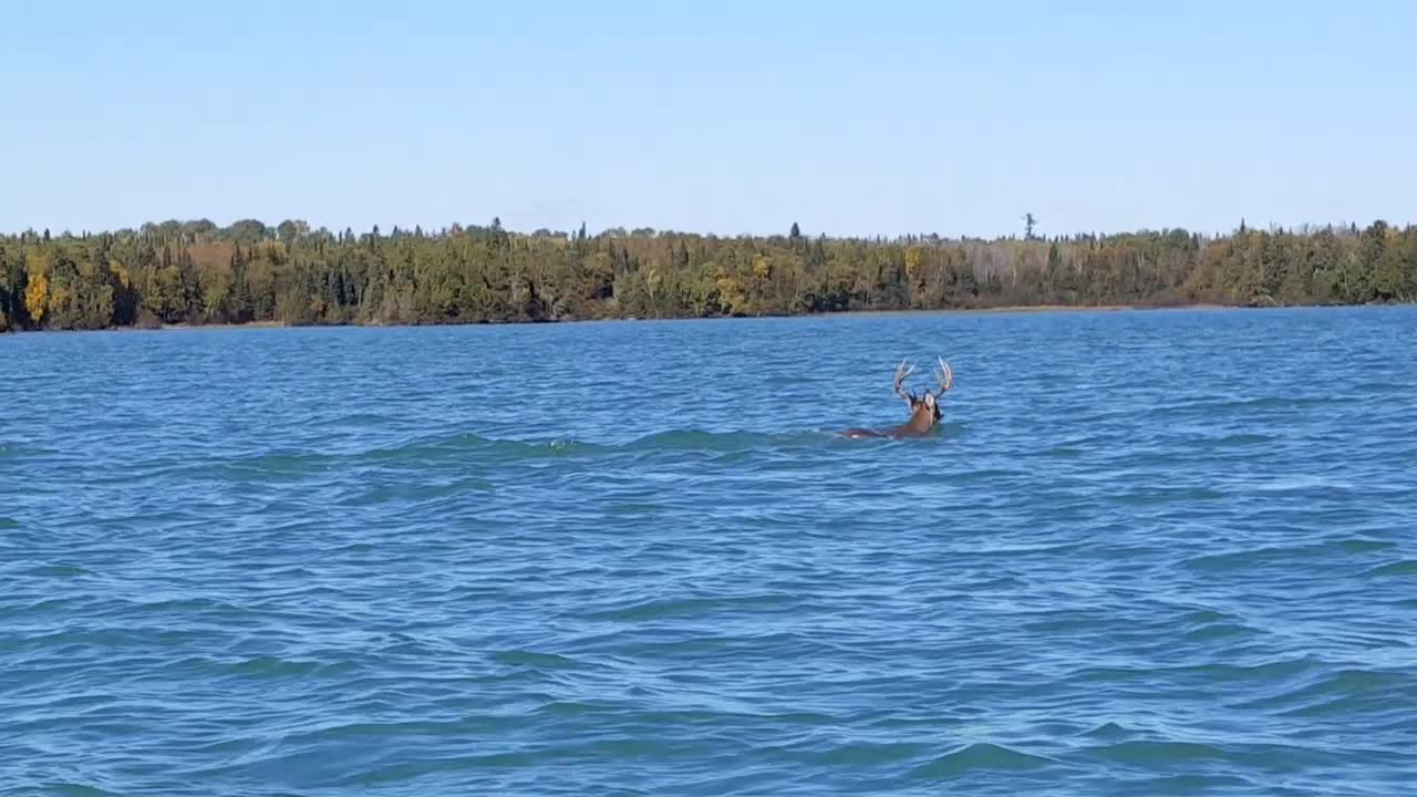 Buck Takes a Dip in Thunder Bay