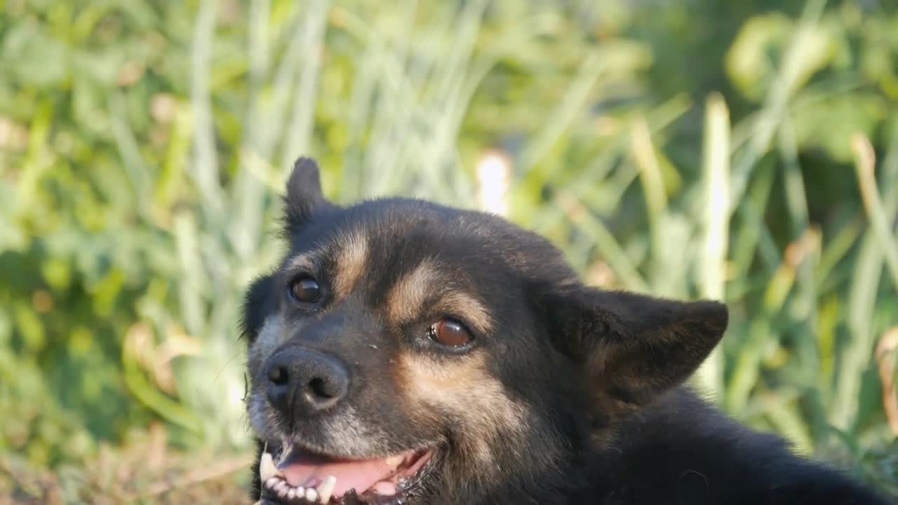 The dog looks at the camera, is surprised and presses his ears. The dog looks sadly at the owner