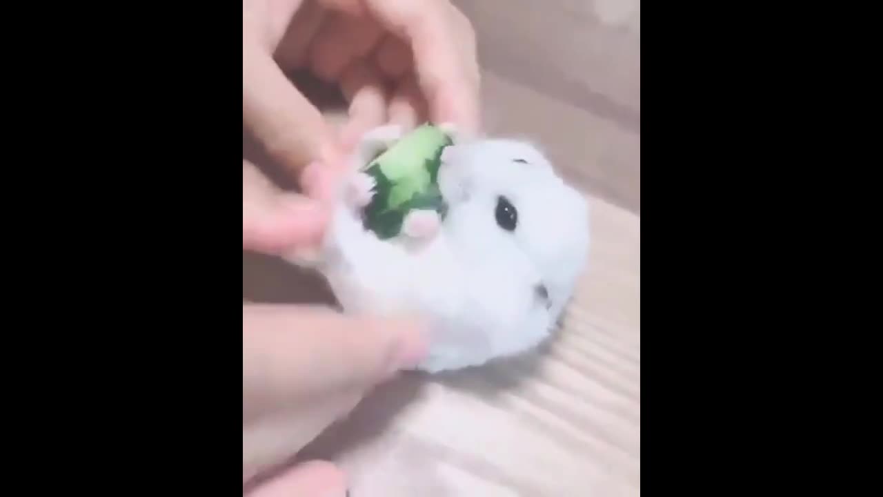 Cute animals video Compilation cutest moments of the animals - Soo Cute! #01