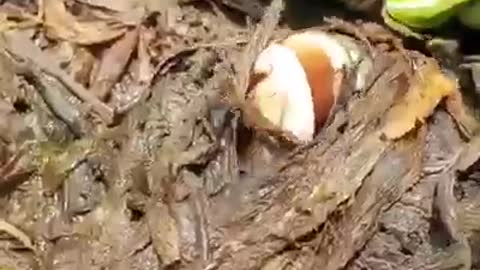 The best mama fish to feed eggs without water