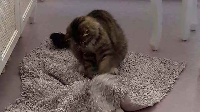 Cat Playing on Carpet