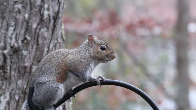 Funny squirrel!