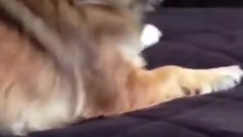 PARROT HAVING FUN WITH PAPA DOG 锔忥笍锔� SOOO SOO CUTE 锔忥笍锔� #SHORTS